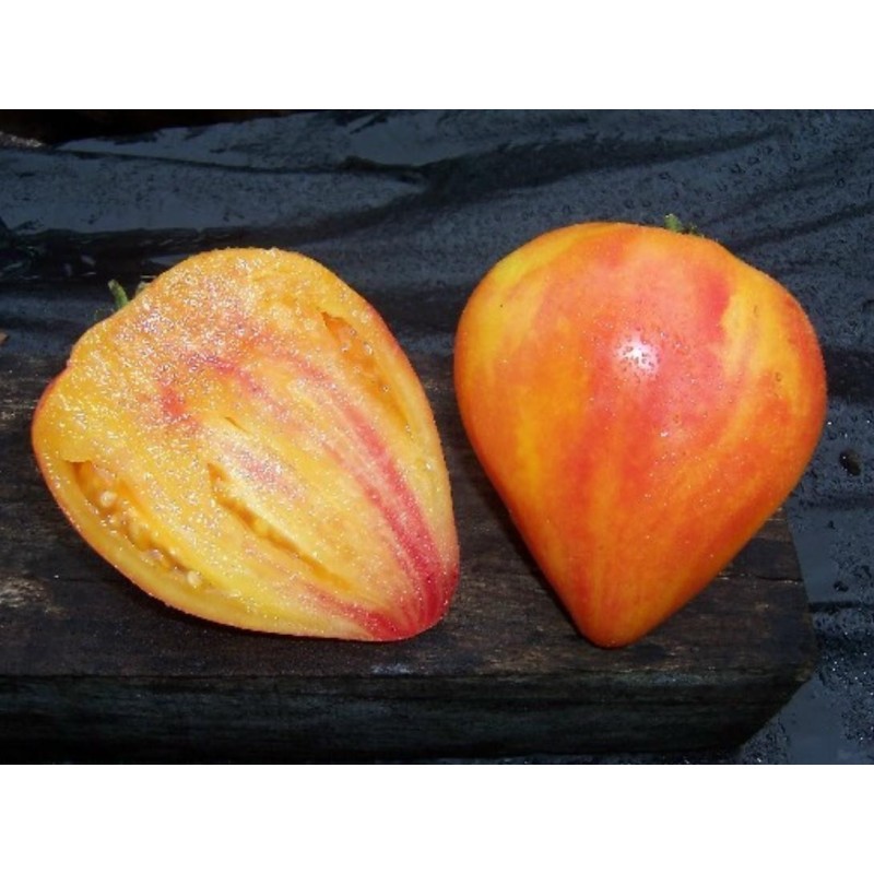 2.1 Seme Paradajza Orange Russian