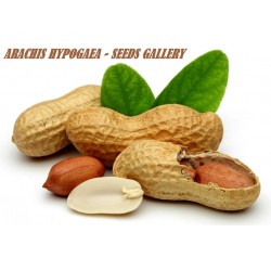 Cacahuètes (Arachis hypogaea) Graines à planter - Alsagarden
