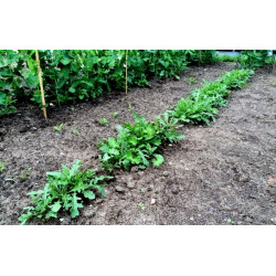 Seeds salad rocket, roquette, rucola, rugula