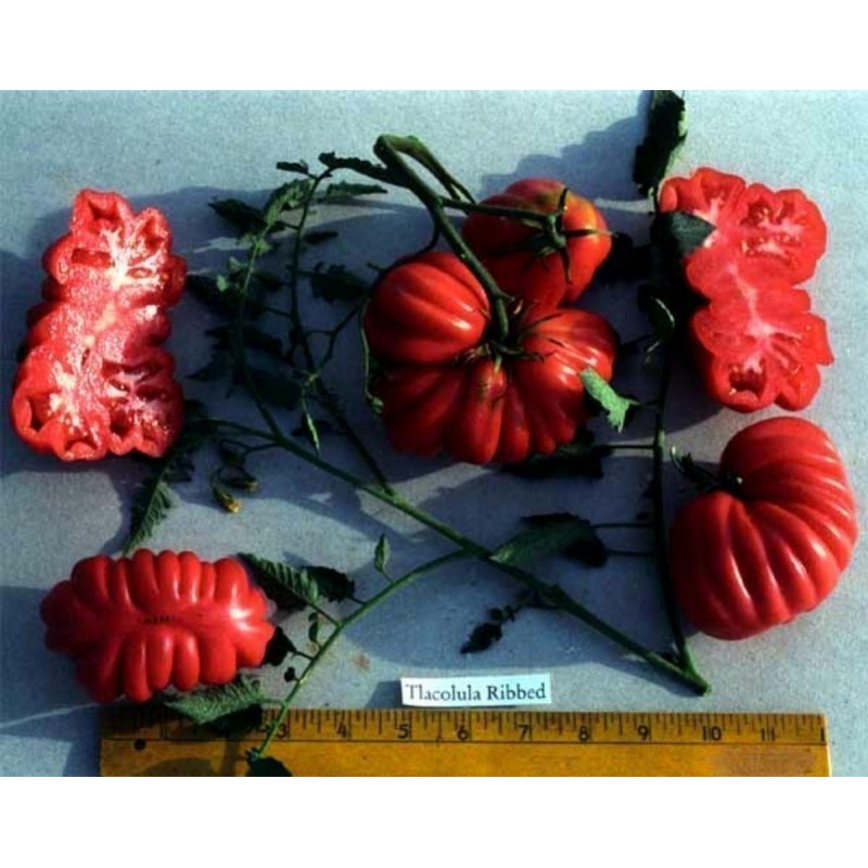 Tlacolula Ribbed Heirloom tomato Seeds | Price: € 1,95 🌳🌼🌸🌿🌱🍉