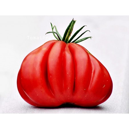 Tlacolula Ribbed Heirloom tomato Seeds | Price: € 1,95 🌳🌼🌸🌿🌱🍉