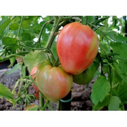 Semillas de Tomate VAL Variedades de Eslovenia