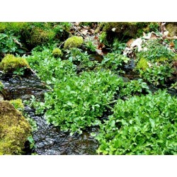 Watercress Seed - Medicinal plant