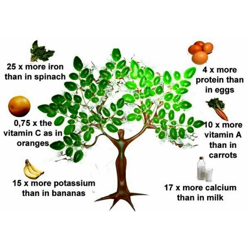 1.95 Graines De Moringa Oléifera - Arbre De Vie