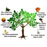 1.95 Graines De Moringa Oléifera - Arbre De Vie