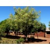 1.95 Graines De Moringa Oléifera - Arbre De Vie