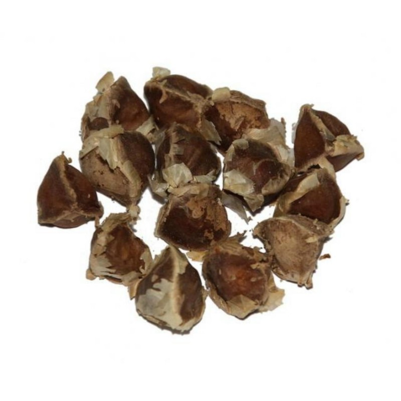 1.95 Graines De Moringa Oléifera - Arbre De Vie