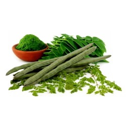 1.95 Graines De Moringa Oléifera - Arbre De Vie