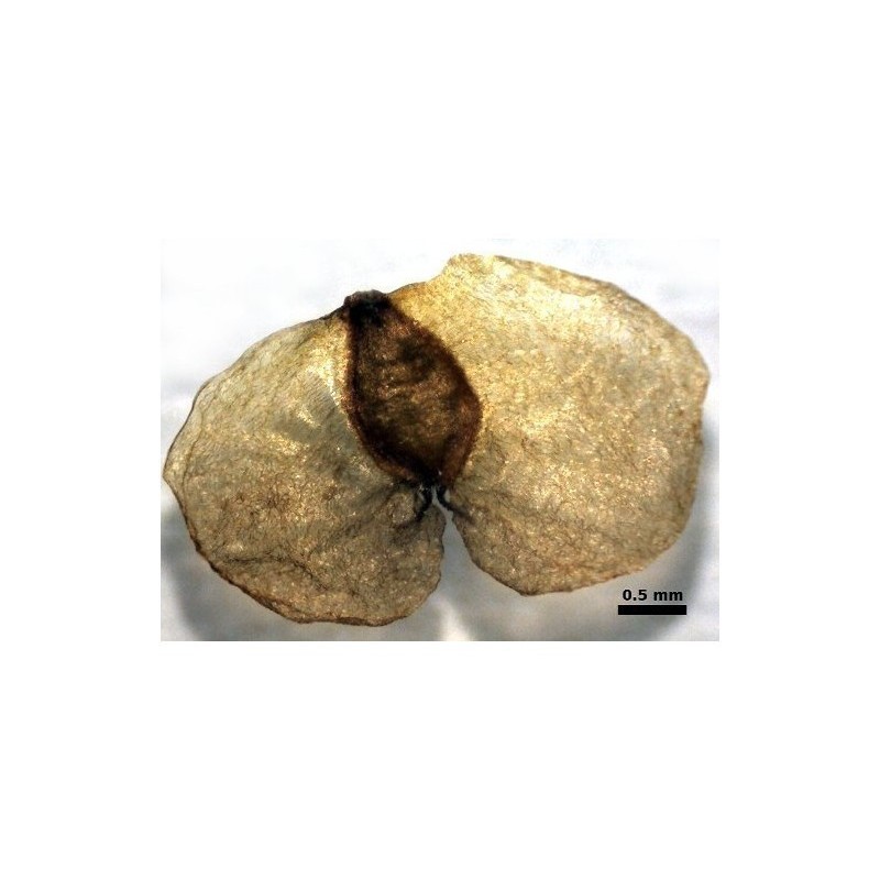 1.95 Semi di Betulla (Betula, Linnaeus)