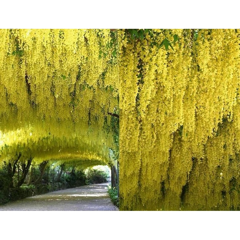 Golden Chain Tree Seeds (Laburnum anagyroides) Price €1.95