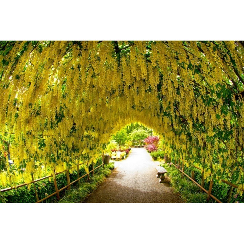 Golden Chain Tree Seeds (Laburnum anagyroides) Price €1.95