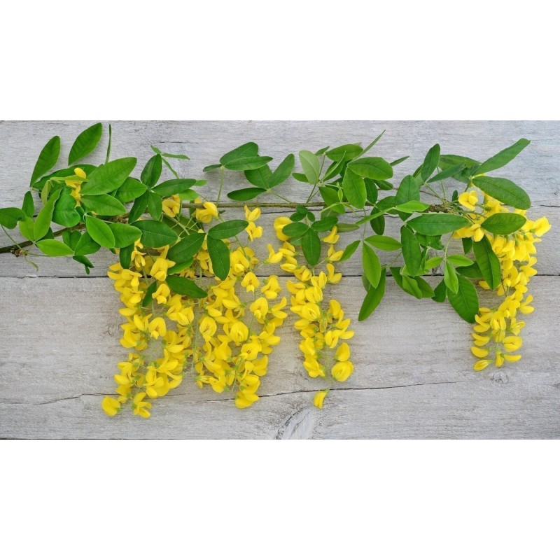 Golden Chain Tree Seeds (Laburnum anagyroides) Price €1.95