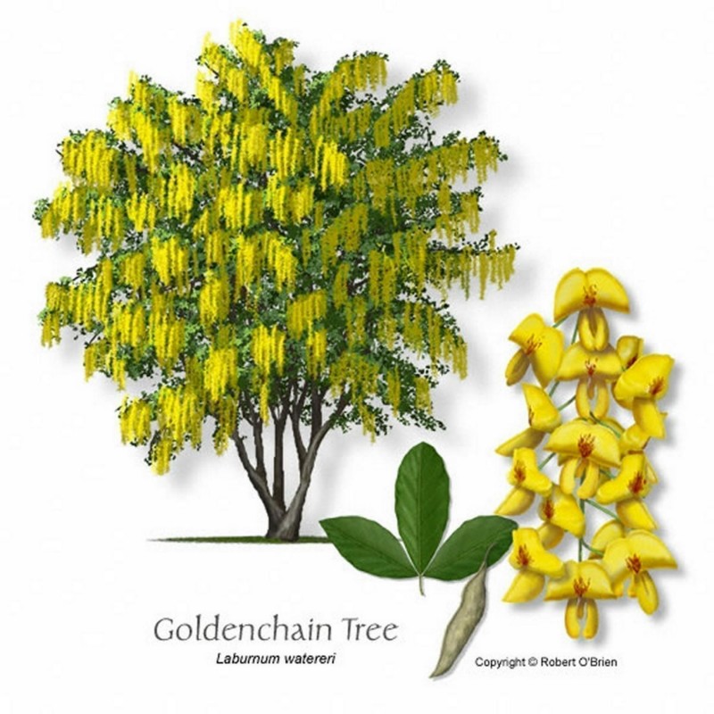 Golden Chain Tree Seeds (Laburnum anagyroides) Price €1.95