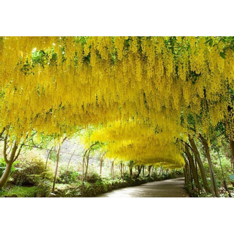 Golden Chain Tree Seeds (Laburnum anagyroides) Price €1.95