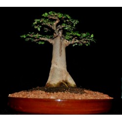 Sementes De Baobá (Baobab)