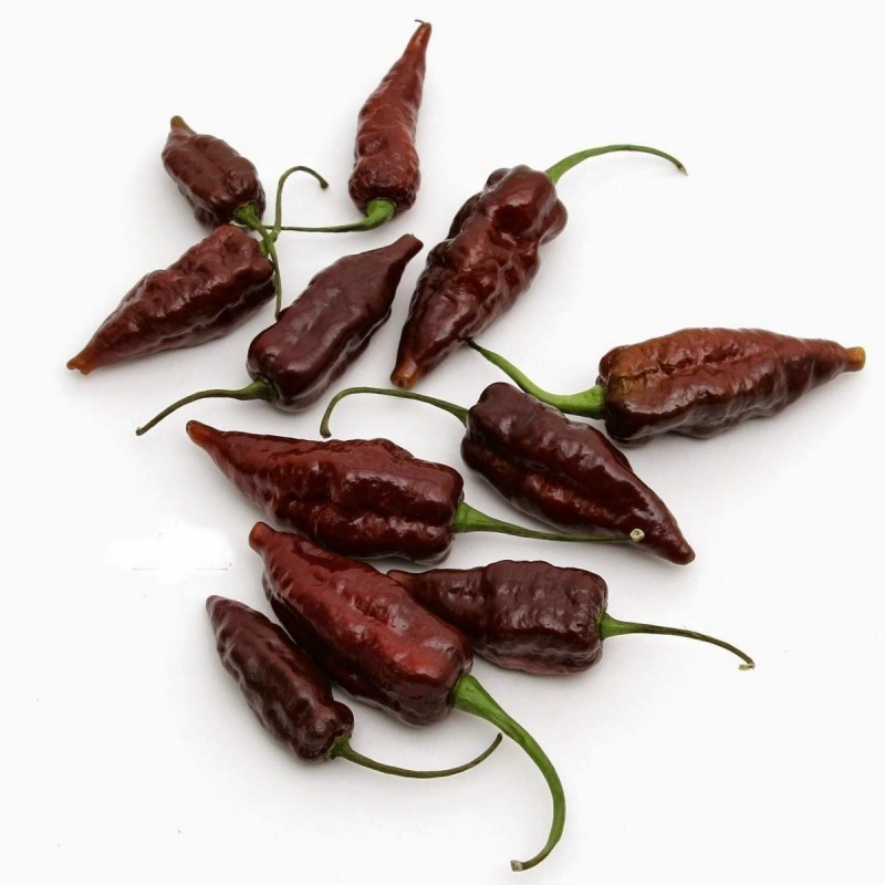 120 Semi Di Peperoncino In 12 Varietà Piccantissime - Carolina Reaper, Bhut Jolokia, Habanero E Altri - Foto 6