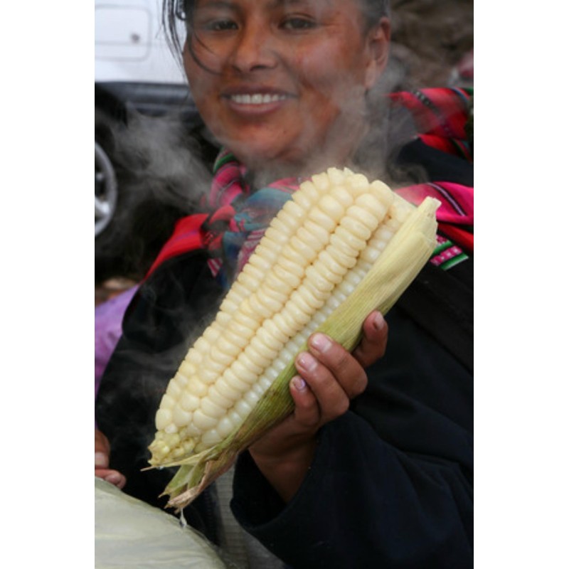 2.25 Semi di mais Gigante Cuzco - Cusco