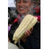 2.25 Semi di mais Gigante Cuzco - Cusco
