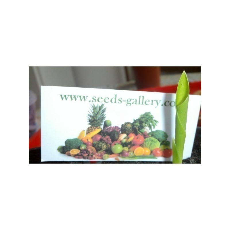 2.45 Sementes Da Flor Ave Do Paraíso (Strelitzia reginae)