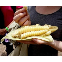 Worlds Largest Giant Corn Seeds Cuzco