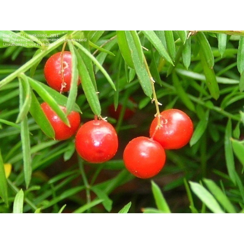 2.75 Sprenger's Asparagus Seeds