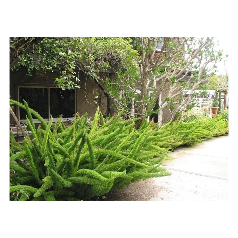 2.75 Sprenger's Asparagus Seeds