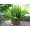 2.75 Asparagus densiflorus 'Sprengeri' Seme