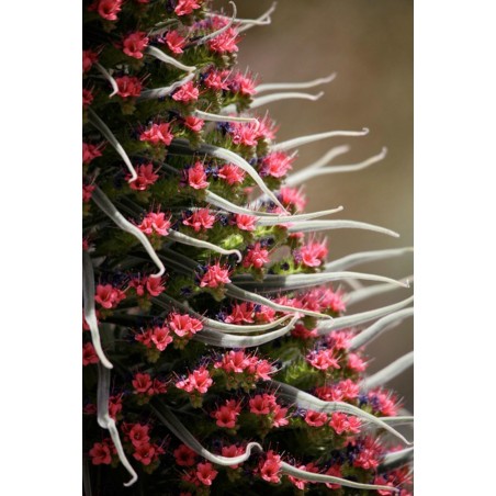 Wildprets Natternkopf Rot Samen (Echium wildpretii) Preis €2.50