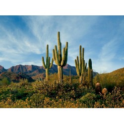 Semi di Saguaro Cactus