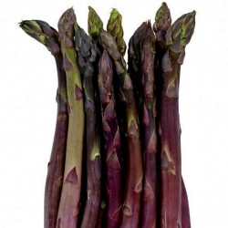 Sementes De Asparagus ARGENTEUIL