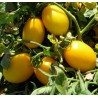 1.75 Graines de Tomate GOLD ROMA