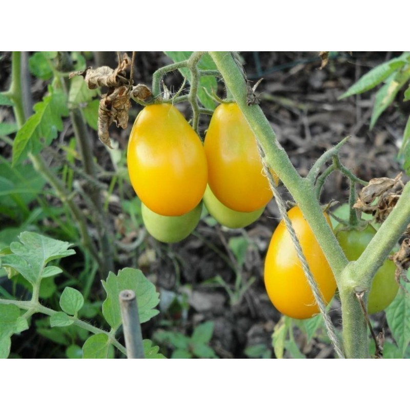 1.75 Semi di Pomodoro GOLD ROMA - ORO