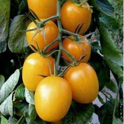 5 Tomate Golden Tiger semillas-semillas-hermosa particularidad! 