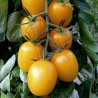 1.75 GOLD ROMA Tomato Seeds
