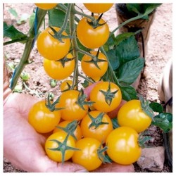 Goldkrone Cherry Tomato Seeds