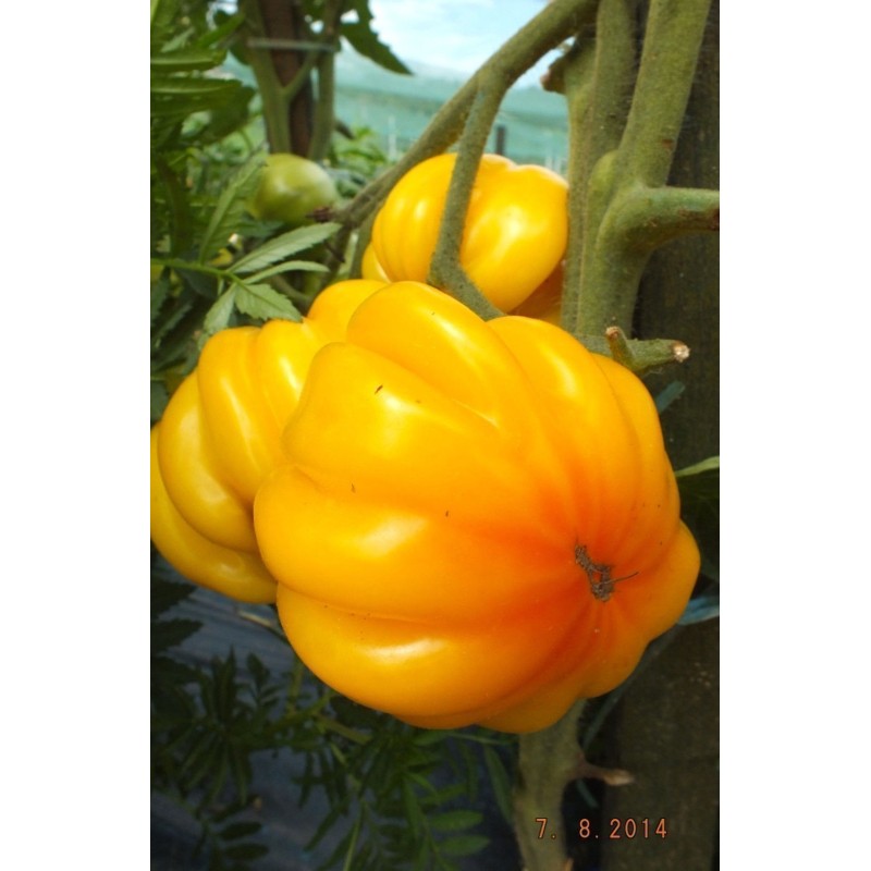 1.95 Yellow Ruffled Heirloom Tomato Seeds