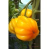 1.95 Yellow Ruffled Heirloom Tomato Seeds