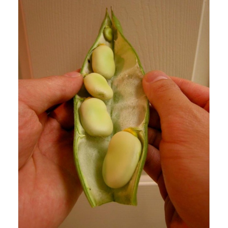Semi di Fava Favino Favetta (Vicia faba)  - 3