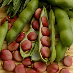 Fava Beans Seeds