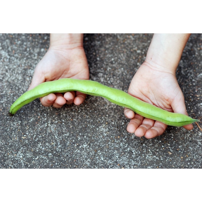 Fava Ogroman Pasulj Seme (Vicia faba)  - 4