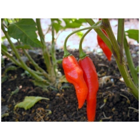 2.2 Graines de Piments Habanero MAYA RED