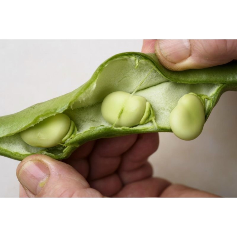 Semi di Fava Favino Favetta (Vicia faba)  - 5