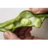 Sementes de Fava, Favinha (Vicia Faba)  - 5