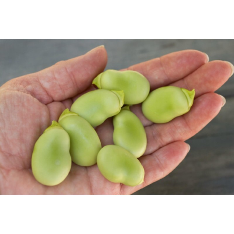 Bondböna Frön (Vicia faba)  - 6
