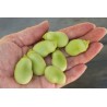 Fava κουκια σποροι (Vicia faba)  - 6