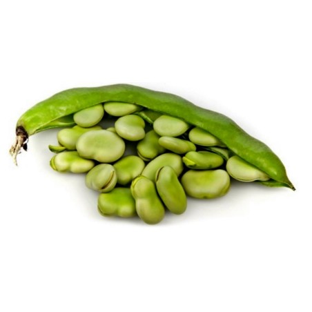 Sementes de Fava, Favinha (Vicia Faba)  - 1