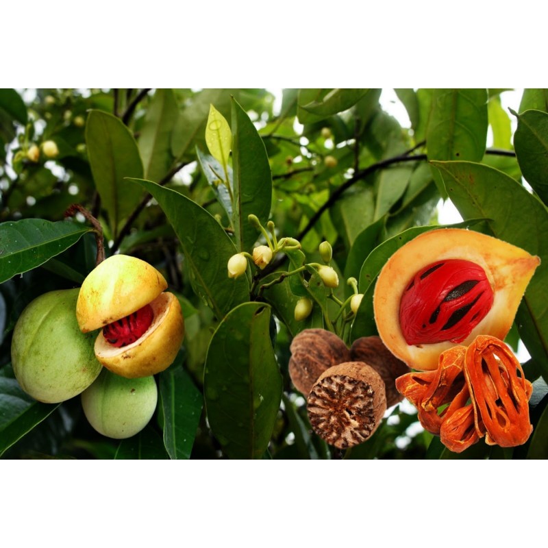 Nutmeg Seeds - Aphrodisiac (Myristica Fragrans)|€4.95
