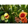 Nutmeg Seeds - Aphrodisiac (Myristica Fragrans)|€4.95