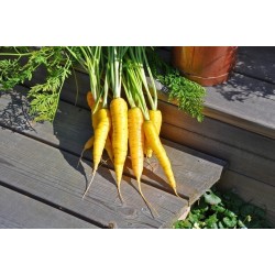 Solar Yellow Carrot 14000 Seeds
