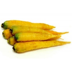 Semillas (14000 semillas) De Zanahoria Solar Amarillas